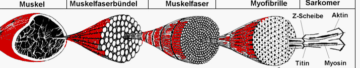 StretchGelenke.gif (18600 Byte)