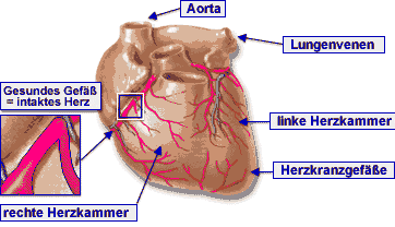 Das Herz - weitere Materialien