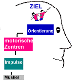 So werden Bewegungen gesteuert