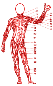 Muskulatur - groes Bild
