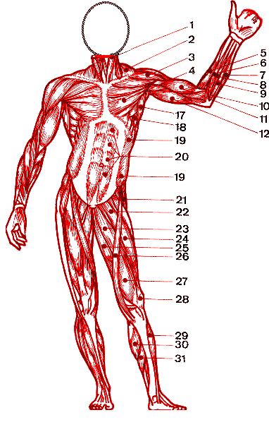 Muskeln Des Menschen