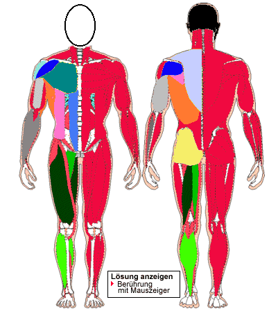 Muskeln des Menschen - Übersicht I