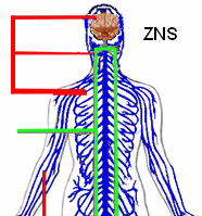 Nervensystem